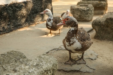 Photo of Beautiful domestic ducks in yard, space for text. Farm animal