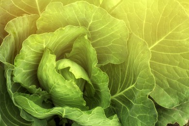 Cabbage plant with green leaves as background, top view