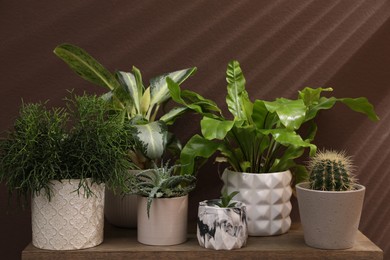 Many different houseplants in pots on wooden table near brown wall