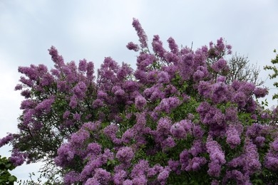 Photo of Beautiful blossoming lilac tree against blue sky, low angle view