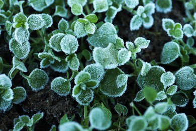 Green plants covered with hoarfrost on ground, closeup