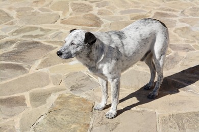 Lonely stray dog on stone surface outdoors. Homeless pet