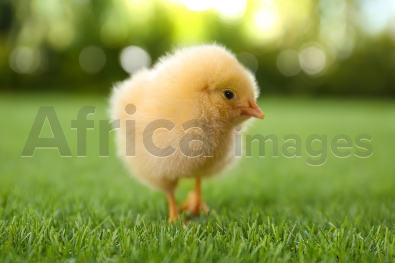 Cute fluffy baby chicken on green grass outdoors, closeup