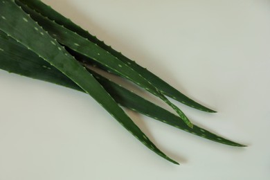 Green aloe vera leaves on light background, top view