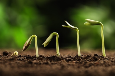 Little green seedlings growing in soil against blurred background, closeup view