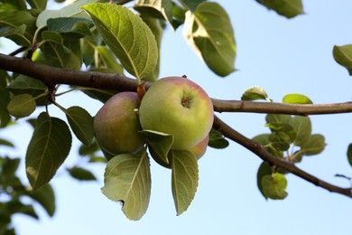 Fresh and ripe apples on tree branch against blue sky
