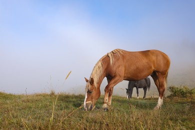 Horses grazing on pasture in misty morning. Lovely domesticated pets