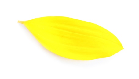 Fresh yellow sunflower petal isolated on white, top view