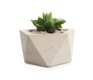 Succulent plant in concrete pot isolated on white