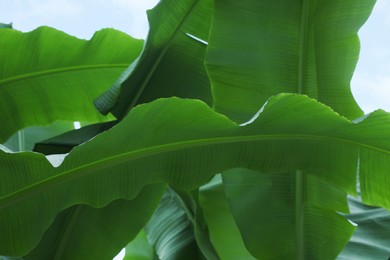 Fresh green banana plants growing outdoors, closeup. Tropical leaves
