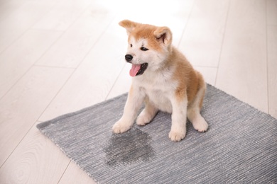 Adorable akita inu puppy near puddle on rug indoors
