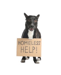 Cute black dog with Homeless Help! sign on white background. Lonely pet