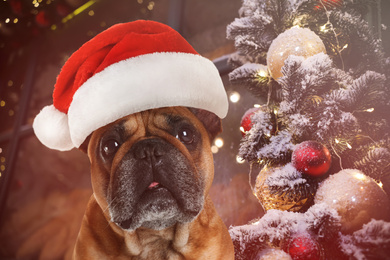 Cute French bulldog with Santa hat near Christmas decorations. Lovely dog