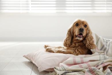 Cute English cocker spaniel dog with plaid and pillow on floor. Space for text