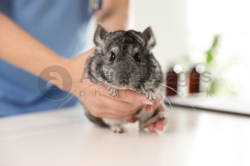 Professional veterinarian examining chinchilla in clinic, closeup