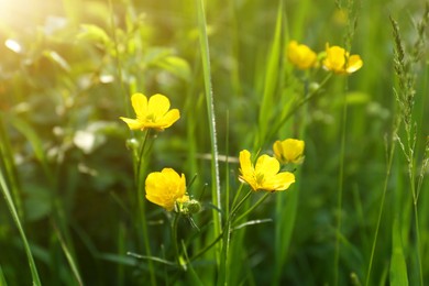 Beautiful yellow buttercup flowers growing in green grass outdoors, closeup