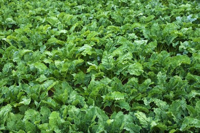 Photo of Beautiful view of beet plants with green leaves growing in field