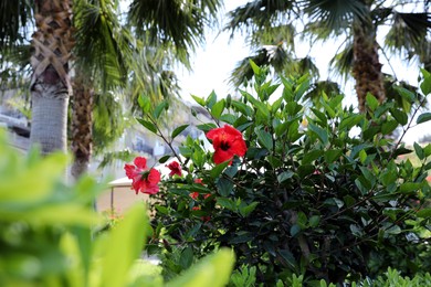 Beautiful blooming hibiscus bush outdoors on sunny day