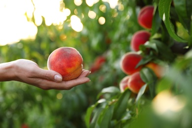 Woman holding fresh ripe peach in garden, closeup view