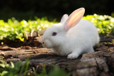Photo of Cute white rabbit on wood among green grass outdoors