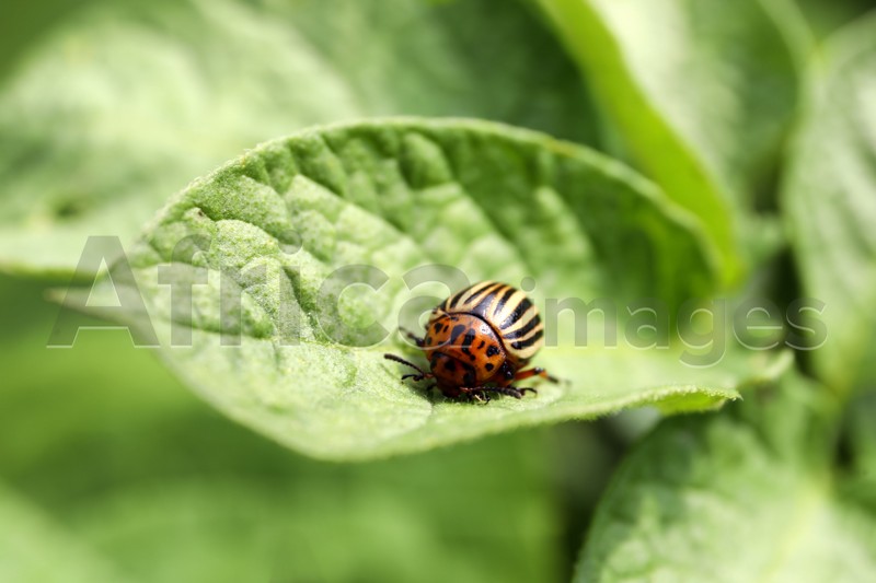 Colorado potato beetle on green plant outdoors, closeup