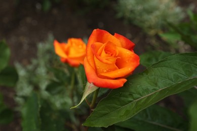Beautiful orange rose flower with dew drops in garden, above view