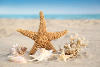 Starfish and beautiful seashells on sandy beach