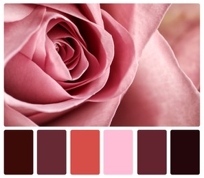 Beautiful fresh rose and color palette. Collage