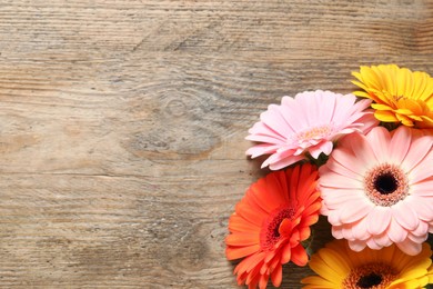 Photo of Beautiful colorful gerbera flowers on wooden table, flat lay. Space for text