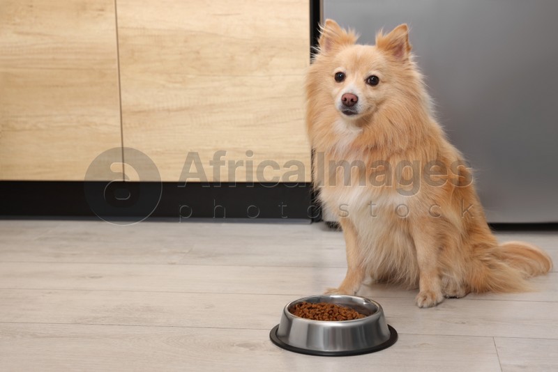 Cute Pomeranian spitz dog near feeding bowl with food on floor indoors, space for text