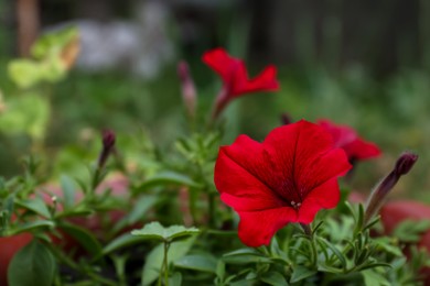 Beautiful potted petunia plant with red flower outdoors, closeup