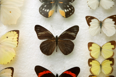 Many different beautiful exotic butterflies on white background