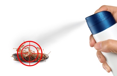 Pest control. Using household insecticide to kill cockroach on white background, closeup