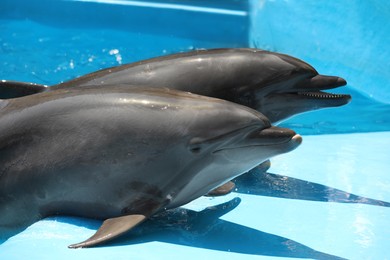 Dolphins at marine mammal park on sunny day
