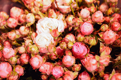 Beautiful fresh pink roses as background, closeup. Floral decor