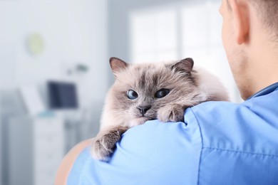 Veterinarian holding cat in clinic, closeup view