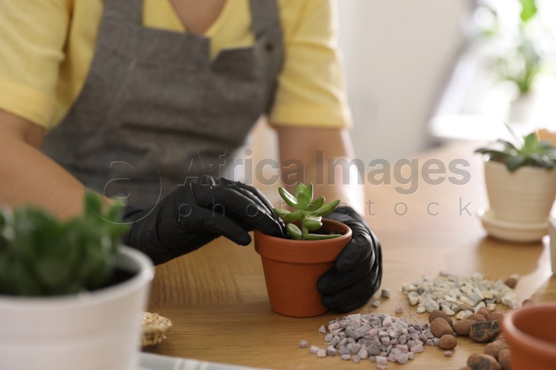 Woman potting succulent plant on wooden table at home, closeup. Engaging hobby