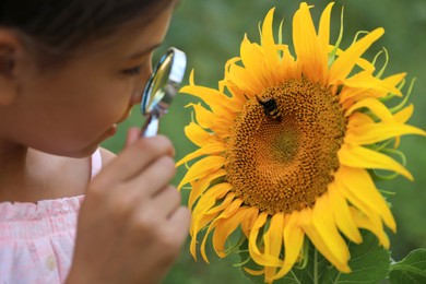 Cute little girl exploring honeybee on blooming sunflower outdoors, closeup. Child spending time in nature