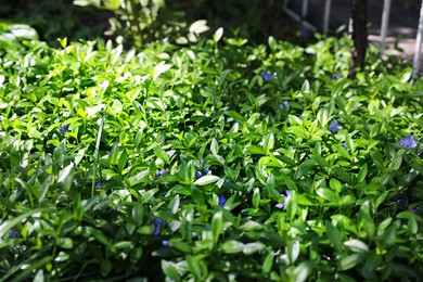 Photo of Beautiful plant with small flowers outdoors on sunny day