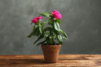 Photo of Beautiful pink vinca flowers in peat pot on wooden table against grey background