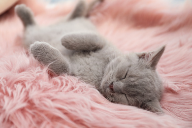 Scottish straight baby cat sleeping on furry blanket, closeup