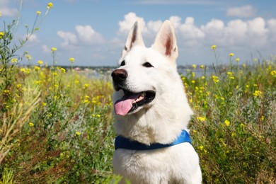 Cute white Swiss Shepherd dog in park