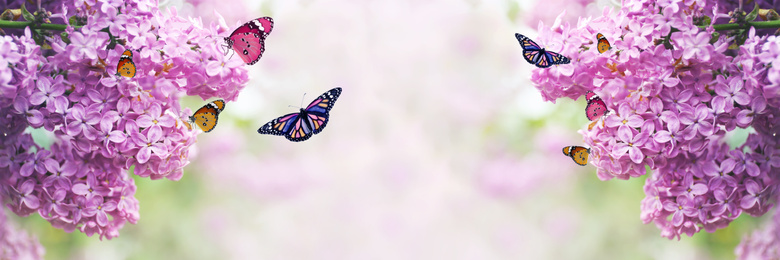 Beautiful blossoming lilac shrubs and amazing butterflies outdoors, space for text. Banner design