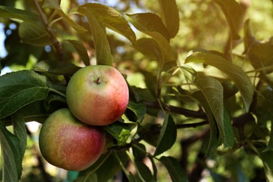 Photo of Apple tree with fresh and ripe fruits on sunny day, closeup