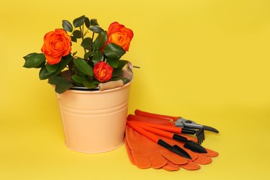 Photo of Gardening gloves, tools and bucket with beautiful roses on yellow background
