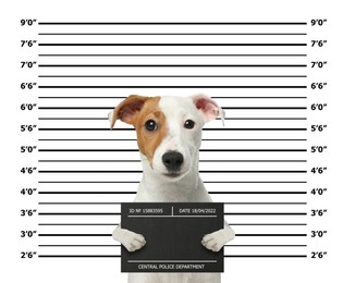 Image of Arrested Jack Russel Terrier with mugshot board against height chart. Fun photo of criminal