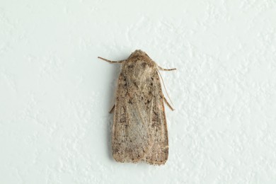 Paradrina clavipalpis moth on white textured background, top view