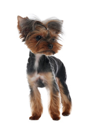 Photo of Cute Yorkshire terrier dog on white background