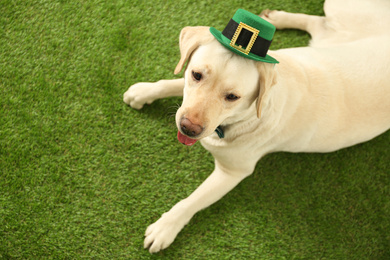 Labrador retriever with leprechaun hat outdoors, above view. St. Patrick's day