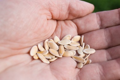 Photo of Man holding many cucumber seeds, closeup view